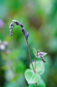 PARAHEBE PERFOLIATA,  DIGGERS SPEEDWELL