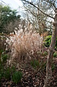 MISCANTHUS SINENSIS GRAZIELLA IN THE SIR HAROLD HILLIER WINTER GARDEN