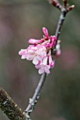 VIBURNUM GRANDIFLORUM