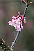 VIBURNUM GRANDIFLORUM