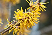 HAMAMELIS MOLLIS BREVIPETALA