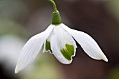 GALANTHUS OPHELIA