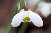 GALANTHUS HIPPOLYTA