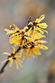 HAMAMELIS X INTERMEDIA DOERAK