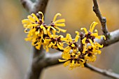 HAMAMELIS X INTERMEDIA DOERAK