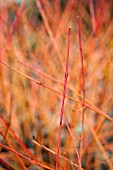 CORNUS SANGUINEA ANNYS WINTER ORANGE