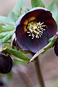 HELLEBORUS ASHWOOD GARDEN HYBRIDS BLACK