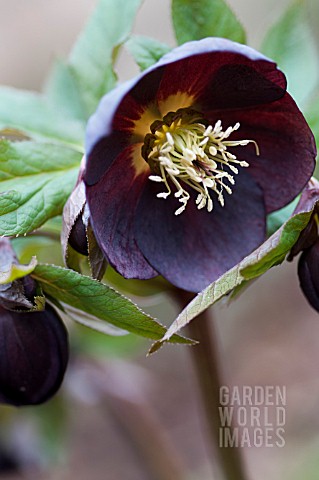 HELLEBORUS_ASHWOOD_GARDEN_HYBRIDS_BLACK