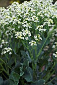 CRAMBE MARITIMA, (SEAKALE)