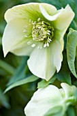 HELLEBORUS ASHWOOD GARDEN HYBRIDS YELLOW