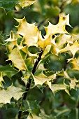 ILEX AQUIFOLIUM TROMP GOLD