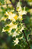 ILEX AQUIFOLIUM TROMP GOLD