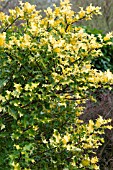 ILEX AQUIFOLIUM TROMP GOLD