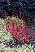 CORNUS ALBA SIBIRICA AND CAREX MORROWII FISHERS FORM