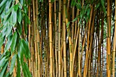 PHYLLOSTACHYS AUREOSULCATA SPECTABILIS