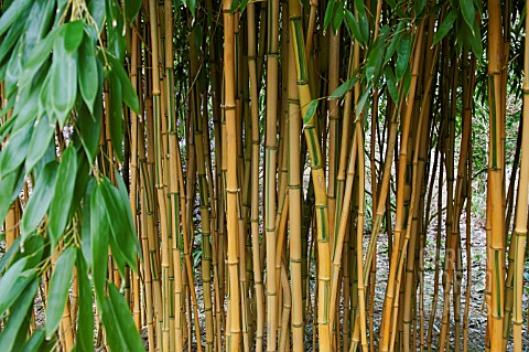 PHYLLOSTACHYS_AUREOSULCATA_SPECTABILIS