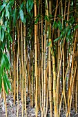 PHYLLOSTACHYS AUREOSULCATA SPECTABILIS