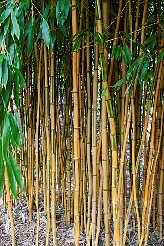 PHYLLOSTACHYS_AUREOSULCATA_SPECTABILIS