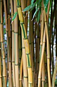 PHYLLOSTACHYS AUREOSULCATA SPECTABILIS