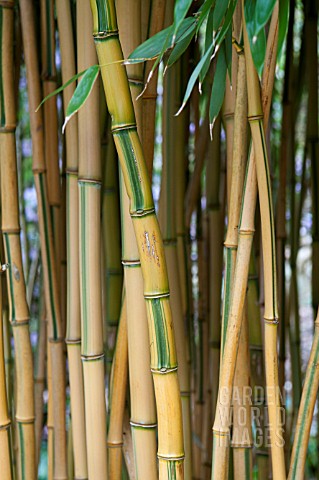 PHYLLOSTACHYS_AUREOSULCATA_SPECTABILIS