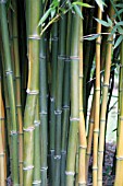 PHYLLOSTACHYS AUREOSULCATA