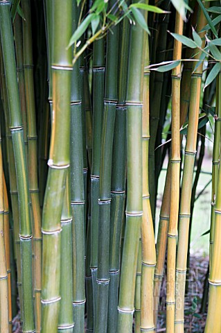 PHYLLOSTACHYS_AUREOSULCATA