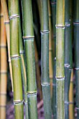 PHYLLOSTACHYS AUREOSULCATA