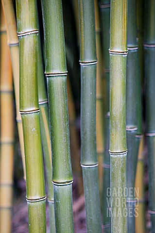 PHYLLOSTACHYS_AUREOSULCATA