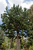 PINUS NIGRA SUBSP NIGRA