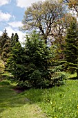 PICEA CRASSIFOLIA