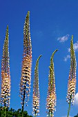 EREMURUS ROMANCE,  FOXTAIL LILY