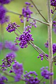 CALLICARPA BODINIERI VAR GIRALDII PROFUSION