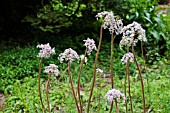 DARMERA PELTATA