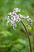 DARMERA PELTATA