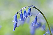 HYACINTHOIDES NON-SCRIPTA