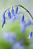 HYACINTHOIDES NON-SCRIPTA