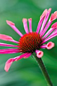 ECHINACEA SUNSET