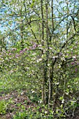 HALESIA MONTICOLA