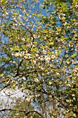 HALESIA MONTICOLA