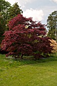 ACER PALMATUM PURPUREUM