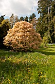 ACER PSEUDOPLATANUS BRILLIANTISSIMUM