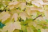 ACER PSEUDOPLATANUS BRILLIANTISSIMUM