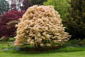 ACER PSEUDOPLATANUS BRILLIANTISSIMUM AT BATSFORD ARBORETUM