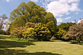 ACER SANGO KAKU AT BATSFORD ARBORETUM