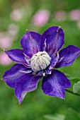 CLEMATIS MULTI BLUE