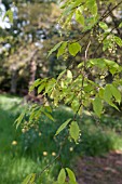 ACER CARPINIFOLIUM