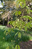 ACER CARPINIFOLIUM