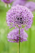 ALLIUM HOLLANDICUM PURPLE SENSATION