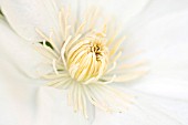 CLEMATIS GUERNSEY CREAM