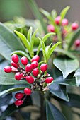 SKIMMIA JAPONICA REEVESIANA